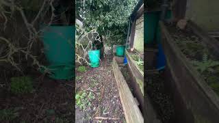 Allotment with hidden garden and caravan