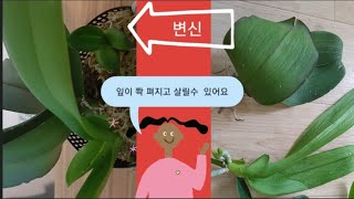 구독자1,000명 돌파기념 특급노하우 공개 호접란 잎이 쭈글쭈글거리고 뿌리가 말라 거의 없어서 속상하다면 그냥 버리지마시고 이방법을 써보세요 살리는맛이 있어요~배란다식물 난초