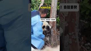 熊猫小鳌拜仔多可爱，动不动在奶爸面前撒娇 #pandafushun #bear #funnypanda #funny #bearpanda #大熊猫 #大熊猫 #animals #panda