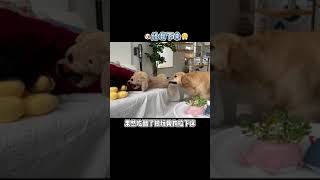 【金不拉毛抱抱】怎麽會有這麽黏人的大狗狗？！ #萌寵出道計劃 #萌寵 #金毛 #shorts