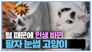 독특한 비주얼! 털로 인생 바뀐 팔자 ‘눈썹 고양이’ ㅣ순간포착 세상에 이런 일이(Instant Capture)ㅣSBS Story