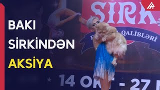 Bu şəxslər Bakı sirkinin tamaşalarına pulsuz buraxılacaq - APA TV