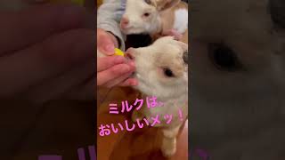 【short】仔ヤギがミルクを飲む姿はかわいいね♪～A baby goat drinking milk is cute～