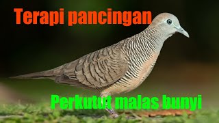 Playtube Pk Ultimate Video Sharing Website