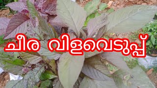 ചീര വിളവെടുപ്പ്......