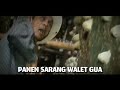 panen sarang walet gua vietnam