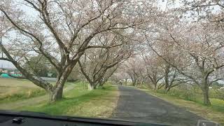 袋井市上新池原野谷川河川敷 桜トンネルドライブ 永多建築有限会社