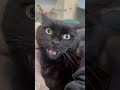 funny cat 🙀 funny cat videos 😹 funnycats part 8033