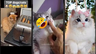 Funny Cat 🙀 Funny Cat Videos 😹 #FunnyCats Part 8033