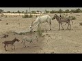 Very Small Male Donkey With Big Fimale in Jungle