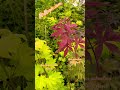 Japanese Maples provide so much color contrast! #japanesemaple #beautifulcolors #mrmapleshow