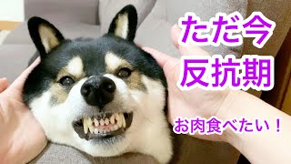 ウチの柴犬が反抗期になりました ... 絶対にお肉が食べた～い！鼻ちょうちんまで出しちゃう反抗っぷり♪