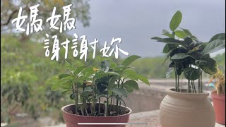 【楠西國小301班】台南市楠西國小｜母親節｜特別企劃｜感恩影片｜2023｜4K