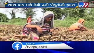 Monsoon 2019: Heavy rains damage crops in Banaskantha| TV9GujaratiNews