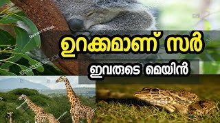 ഏറ്റവും കൂടുതൽ ഉറങ്ങുന്ന ജീവി /