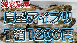 令和6年10月29日の激安魚屋@福井県敦賀市相木魚問屋