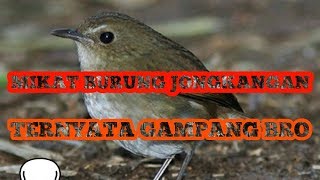 26++ Burung jongkangan coklat terbaru