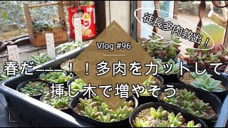 【Vlog#96】【多肉植物】徒長多肉救出！春だから多肉をカットして挿し木で増やそう♪♪【挿し芽】【葉挿し】