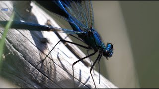 beautiful demoiselle \