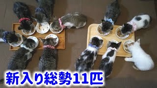 【子猫天国】11匹の子猫達が園長宅にやって来た！わちゃわちゃぶりをご披露します