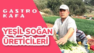 YEŞİL SOĞAN ÜRETİCİLERİ