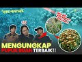 MEMBUAT TANAMAN BUAH 2 TAHUN TIDAK BERBUAH BISA BERBUAH LAGI?  |   TANDURIA SORE MENYAPA