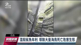 巴西破獲全球最大宗魚翅走私案 估1萬隻瀕危鯊魚枉死｜20230621 公視晚間新聞