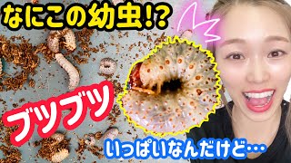 【何だこれ】超高額なカブトムシの幼虫は凄い形をしていた✨