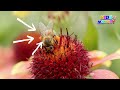 pollination for kids what is pollination are wasps pollinators pollination agents