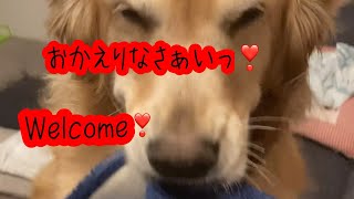 いつも笑顔でお出迎えありがとう❣️〜ゴールデンレトリバーもね〜Thank you for always welcoming me with a smile❣️golden retriever MONE