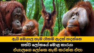 මිනිසාට පසු ලෝකයේ වෙසෙන බුද්ධිමත්ම වානරයා | The smartest ape in the world