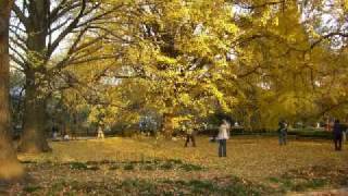 紅葉新宿御苑2007  The autumnal leaves at Shinjuku Gyoen National G