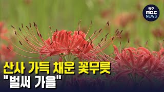 산사 가득 채운 꽃무릇..\