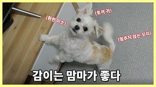 귀여운 말티츄 강아지에게 맘마를 적게 준다면?? / 강아지 vlog / 감이는 누구개 / cute puppy video