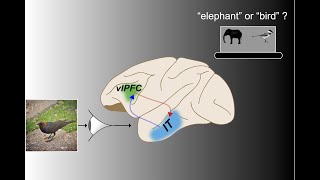 Fast Recurrent Processing via Ventrolateral Prefrontal Cortex Is Needed by the Primate Ventral St...
