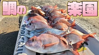 鯛の楽園でシューティングタイラバ！浮いてる真鯛を狙い撃ちで手返し良く狩る方法。#タイラバ #start