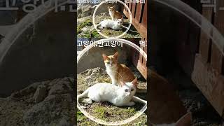 시골 고양이 길고양이 반고양이 4 | 2020년 어느날#고양이 #먹방 #길고양이 #시골고양이 #동물