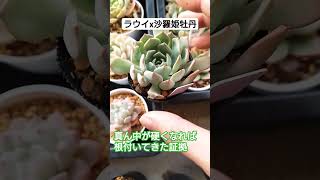 【多肉植物】【メルカリ多肉】ネット購入苗あるある?ふにゃふにゃなことありませんか?😅 #ベランダ多肉 #ラウイx沙羅姫牡丹#succulent #shorts