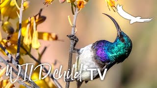 WILDchild TV | Becoming a Ranger | Birds and Birding | Part Three