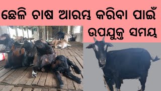 ନୂଆ ଛେଳି ଚାଷ ଆରମ୍ଭ କରିବା ର ସଠିକ୍ ସମୟ ।