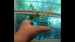 3 Ways to Propagate Vinca Vine