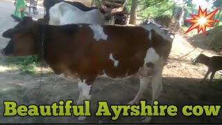 ❤️Beautiful Ayrshire cow ❤️