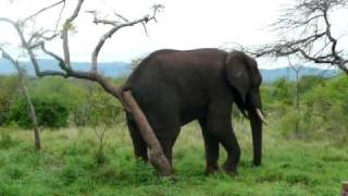 Elephant Scratches Inside of Butt on Tree Nob