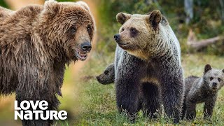 Protective Brown Bear Mom Defends Cubs Against Predatory Rival Male | Love Nature