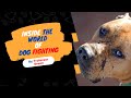 The  Inside The World of Dog Fighting #Dog #DogFighting  #Honaker Kennels #Extreme Urban Bully