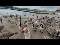 hundreds of geese go mad for food hanningfield reservoir uk