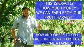 HOW MUCH MONEY CAN WE EARN FROM FRUIT & WHERE WE SELL THE HARVEST ON OUR PORTUGUESE FARM / HOMESTEAD