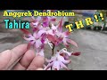 Anggrek Dendrobium Tahira | Tips Perawatannya