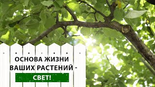 Солнечный СВЕТ для растений - всё о ВАЖНОСТИ для растений