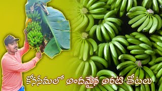 రావులపాలెం పంట పొలాల్లో || ravulapalem field tour|| konasema beauty #explore #food #forming